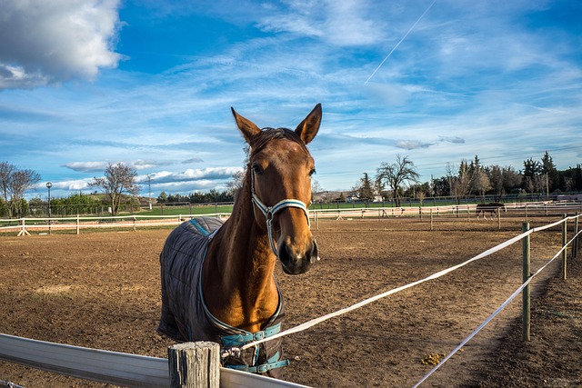 Wild horse in a field